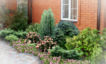 клумба в ландшафтном стиле с многолетними и хвойными растениями/  дизайнер Ксения Плотникова 